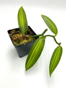 Vanilla planifolia variegata