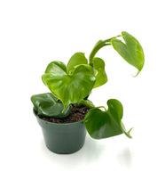 Load image into Gallery viewer, Philodendron grazielae