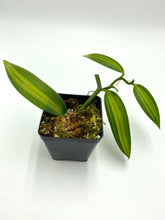 Load image into Gallery viewer, Vanilla planifolia variegata