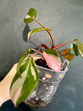 Load image into Gallery viewer, Philodendron Pink Princess