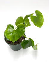 Load image into Gallery viewer, Philodendron grazielae