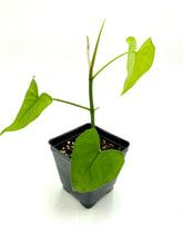 Load image into Gallery viewer, Philodendron Frits-Wentii