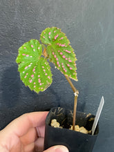Load image into Gallery viewer, Begonia negrosensis